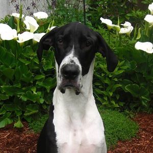 Meet your Posher, Julie